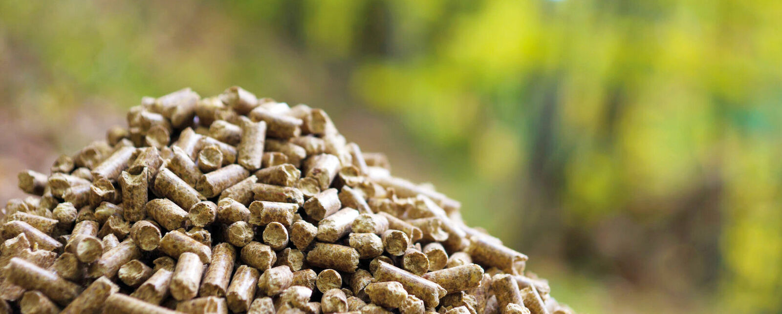 Wood pellets in the forest
